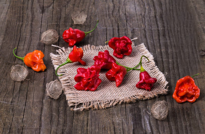 50 Sambuchi Pepper (Capsicum Baccatum) Seeds