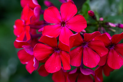 800 Red Drummond Phlox (Phlox Drummondii) Seeds