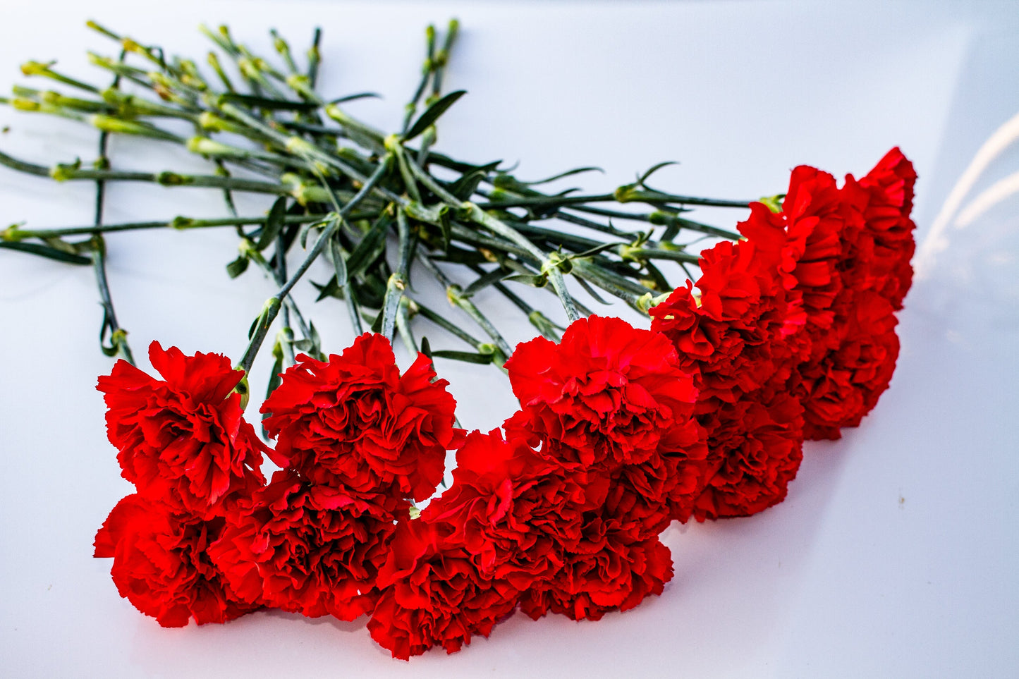 50 Scarlet Carnation  (Dianthus Caryophyllus Grenadin) Seeds