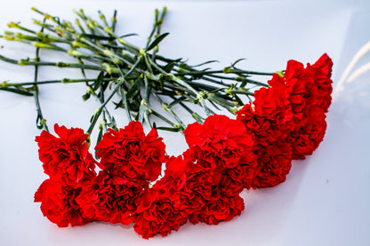 50 Scarlet Carnation  (Dianthus Caryophyllus Grenadin) Seeds