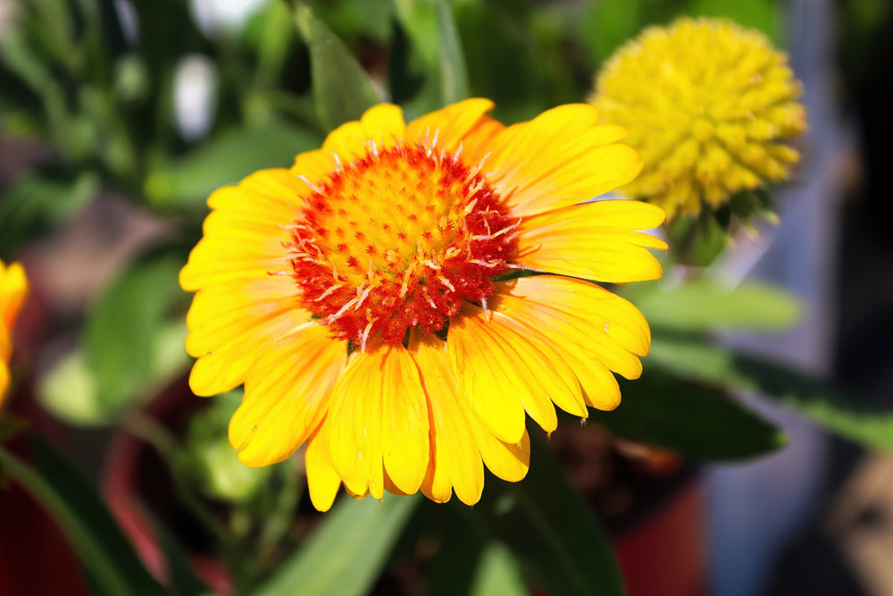 100 Yellow Gaillardia (Blanket Flower / Indian Blanket, Gaillardia Aristata) Seeds