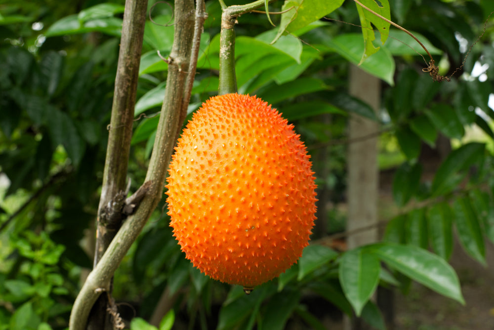 2 Gac Fruit (Momordica Cochinchinensis) Seeds