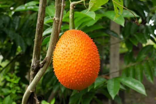 2 Gac Fruit (Momordica Cochinchinensis) Seeds