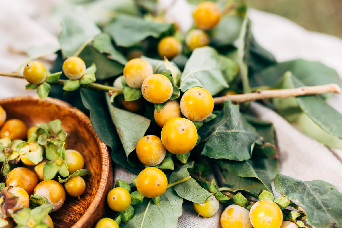 Date Plum Persimmon (Diospyros lotus) Seeds – 10 ct