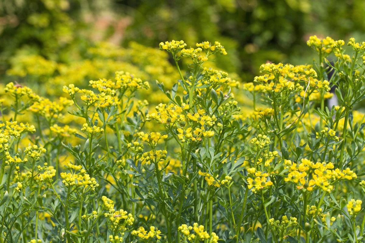 50 Yellow Rue (Ruta Graveolens) Seeds
