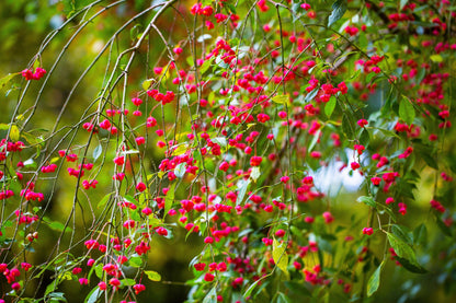 25 EUROPEAN SPINDLE TREE Euonymus Europaeus Spindletree Pink & Orange Flower Shrub Seeds