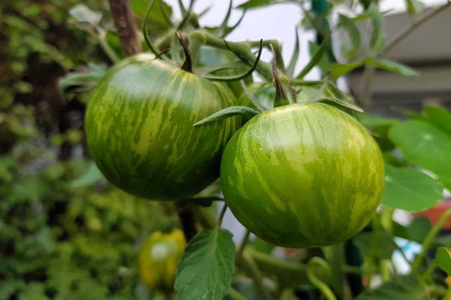 50 Green Zebra Tomato (Lycopersicon) Seeds