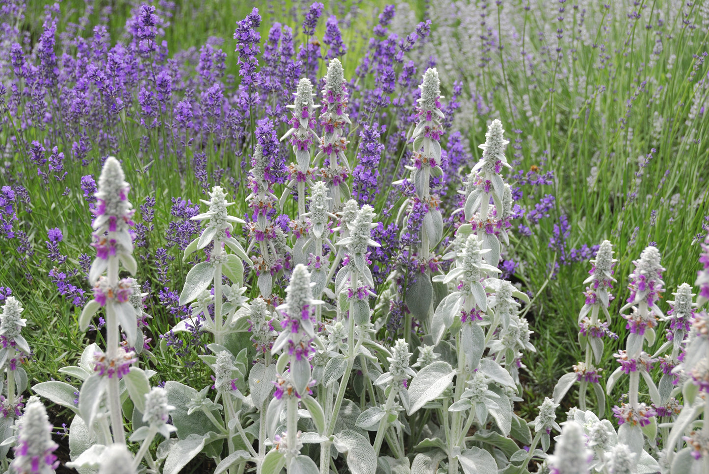 100 Woolly Lamb's Ear (Stachys Byzantina) Seeds