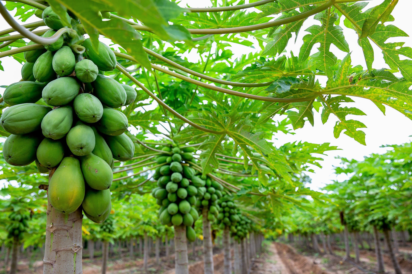 30 Papaya Tree (Carica Papaya) Seeds