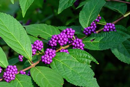 American Beautyberry (Callicarpa americana) Seeds – 40 ct