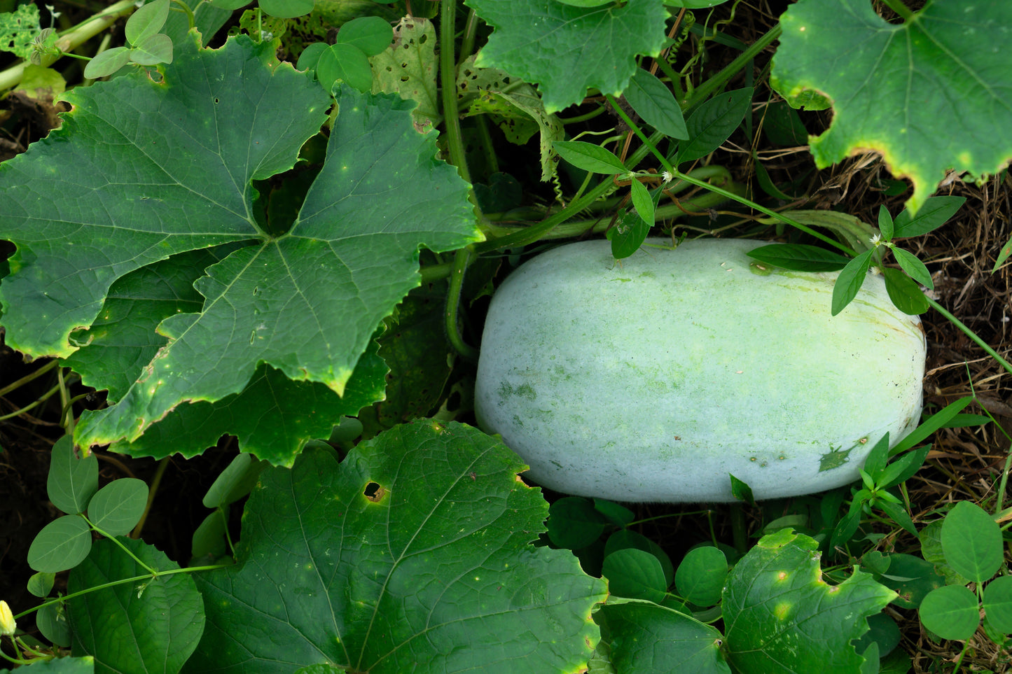 20 Wax Gourd (Benincasa Hispida) Seeds