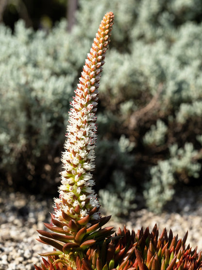 50 Rock Pine (Orostachys Japonica) Seeds
