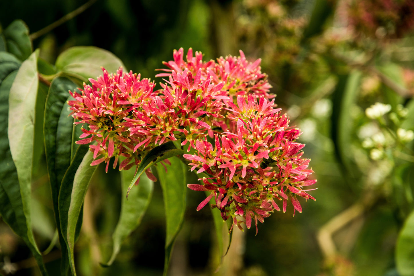 20 Seven Son Shrub Tree (Heptacodium Miconioides) Seeds