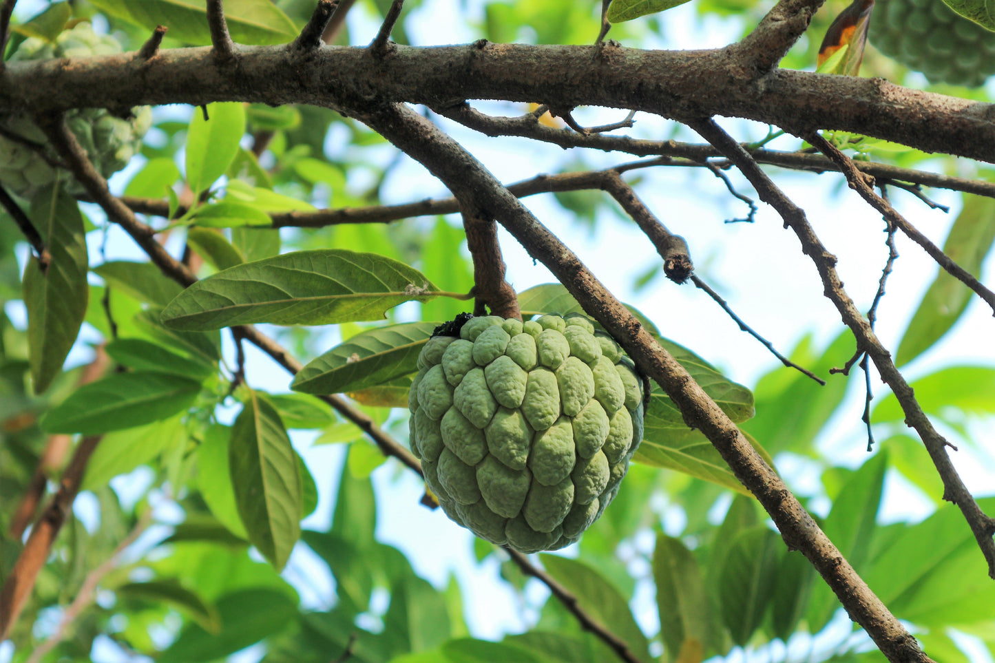 15 Sweetsop/ Custard Apple (Annona Squamosa) Seeds