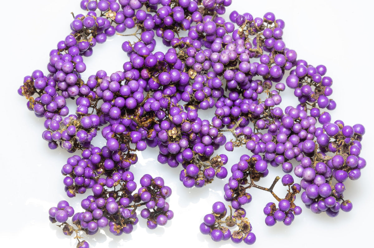 American Beautyberry (Callicarpa americana) Seeds – 40 ct
