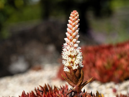 50 Rock Pine (Orostachys Japonica) Seeds