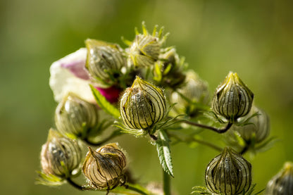 10 Kenaf Hibiscus (Hibiscus cannabinus) Seeds