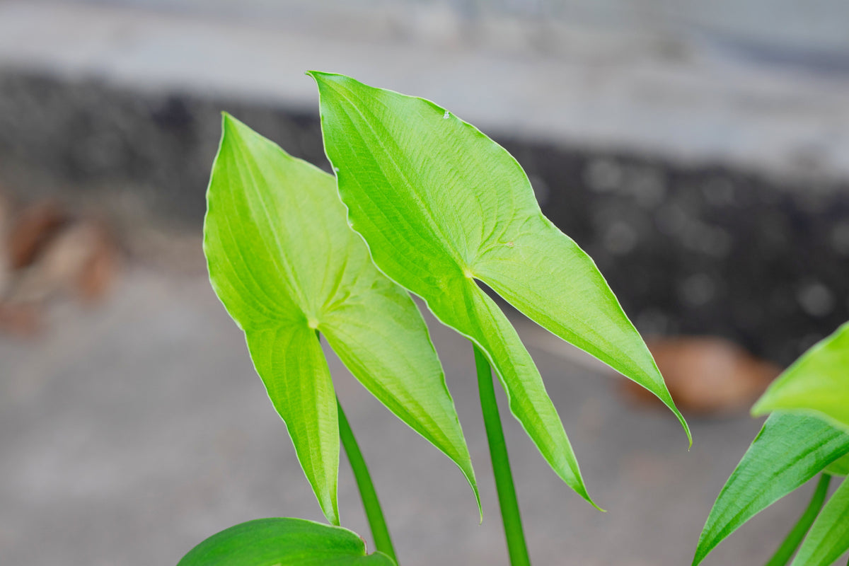 500 White Broadleaf ARROWHEAD Sagittaria Latifolia POND WETLAND Flower Seeds