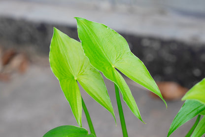 500 White Broadleaf ARROWHEAD Sagittaria Latifolia POND WETLAND Flower Seeds