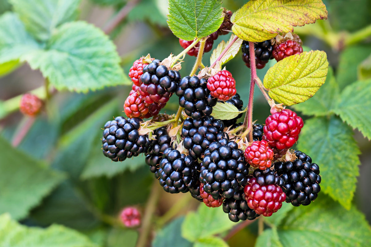 100 BLACKBERRY Fruit Bush Rubus Allegheniensis Seeds
