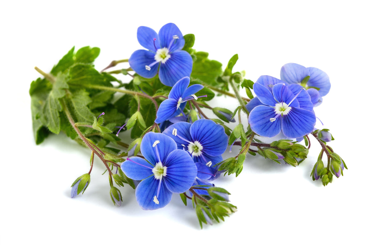 Creeping Blue Speedwell (Veronica repens) Seeds – 25 ct