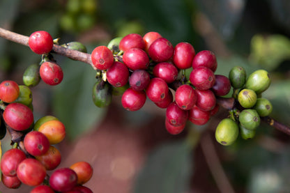 15 Arabica Coffee  Seeds