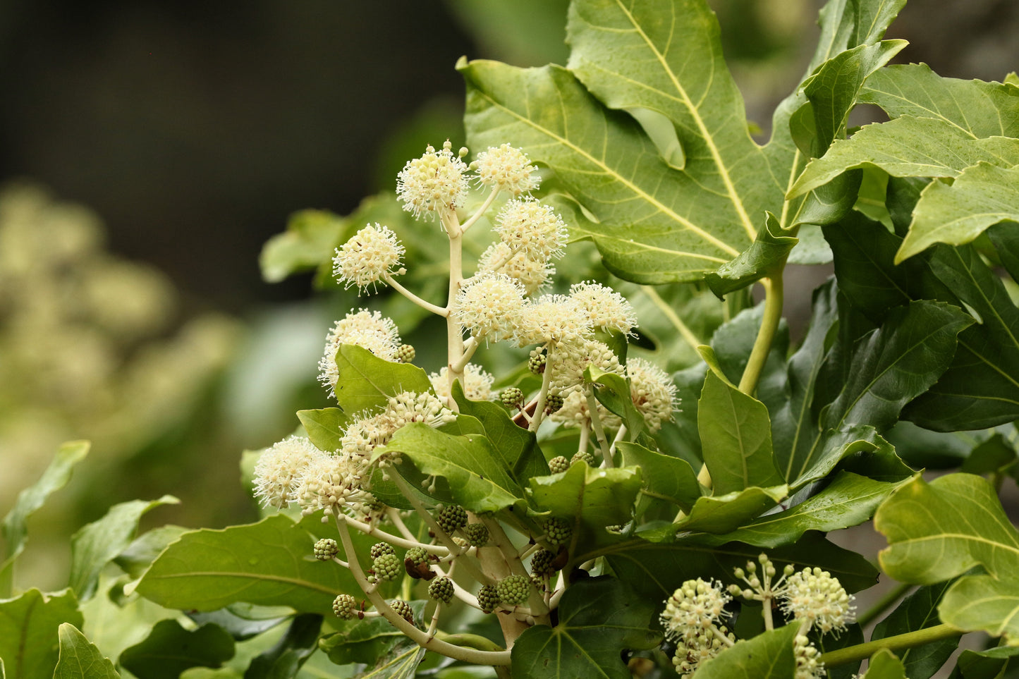 10 Japanese Fatsi (Fatsia Aralia Japonica) Seeds