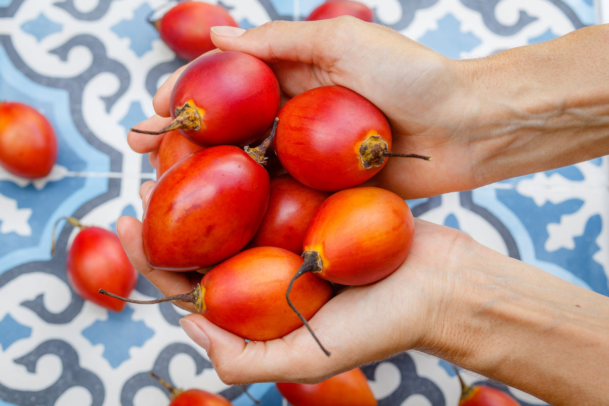 10 Tamarillo (Cyphomandra Betacea Solanum) Seeds