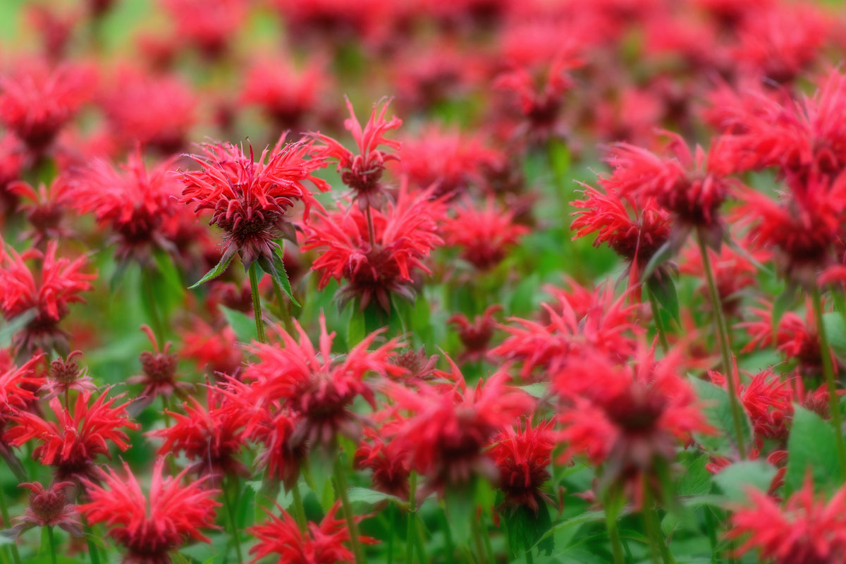 10 Panorama Red Bee Balm (Monarda Didyma) Seeds