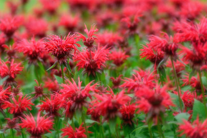 10 Panorama Red Bee Balm (Monarda Didyma) Seeds