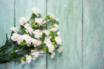50 White Carnation (Dianthus Caryophyllus) Seeds