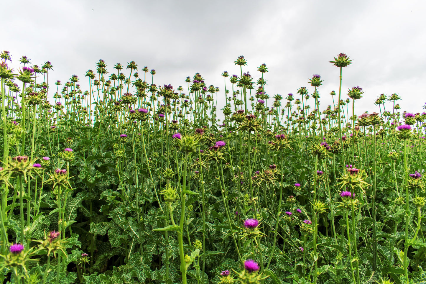 100 organic Milk Thistle (Silybum Marianum) Seeds