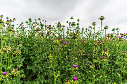 100 organic Milk Thistle (Silybum Marianum) Seeds