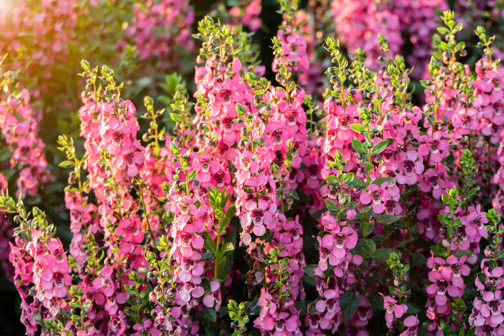 100 MIXED COLORS VERBASCUM Verbascum Phoeniceum Flower Seeds