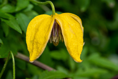 Radar Love Yellow Clematis (Clematis tangutica) Seeds – 10 ct