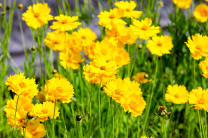 Lanceleaf Coreopsis (Coreopsis lanceolata) Seeds – 1,000 ct