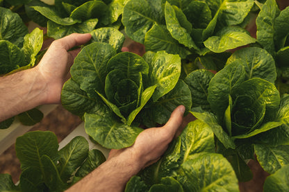 3000 Parris Island Romaine Lettuce (Lactuca Sativa) Seeds