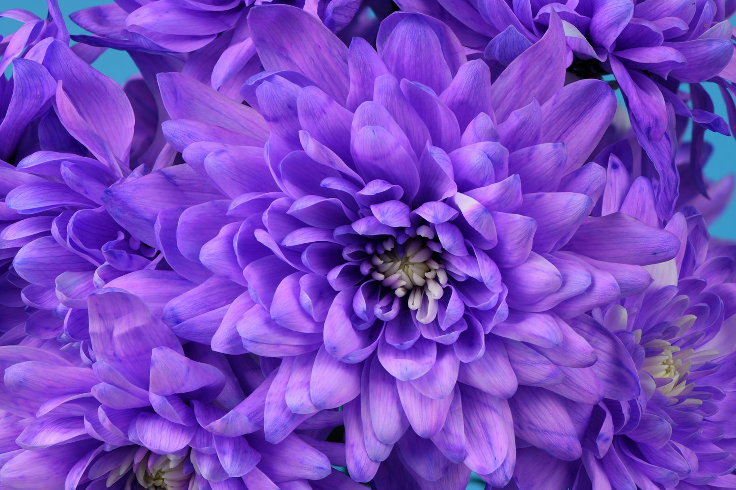 50 Mixed Colors Indian Chrysanthemum (Chrysanthemum Indicum) Seeds