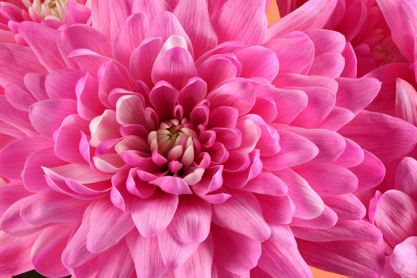 50 Mixed Colors Indian Chrysanthemum (Chrysanthemum Indicum) Seeds