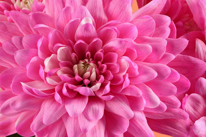 50 Mixed Colors Indian Chrysanthemum (Chrysanthemum Indicum) Seeds