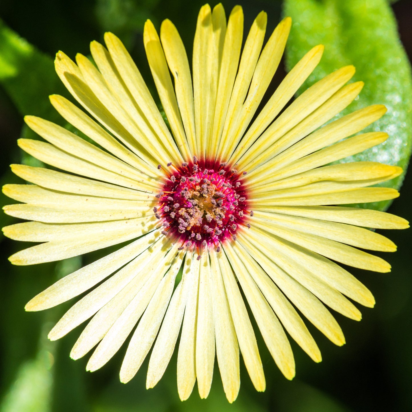 100 Gelato Yellow Ice Plant (Dorotheanthus Bellidiformis) Seeds