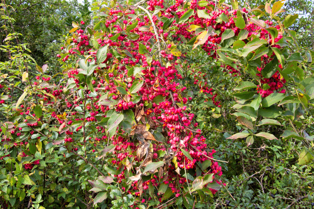 25 EUROPEAN SPINDLE TREE Euonymus Europaeus Spindletree Pink & Orange Flower Shrub Seeds