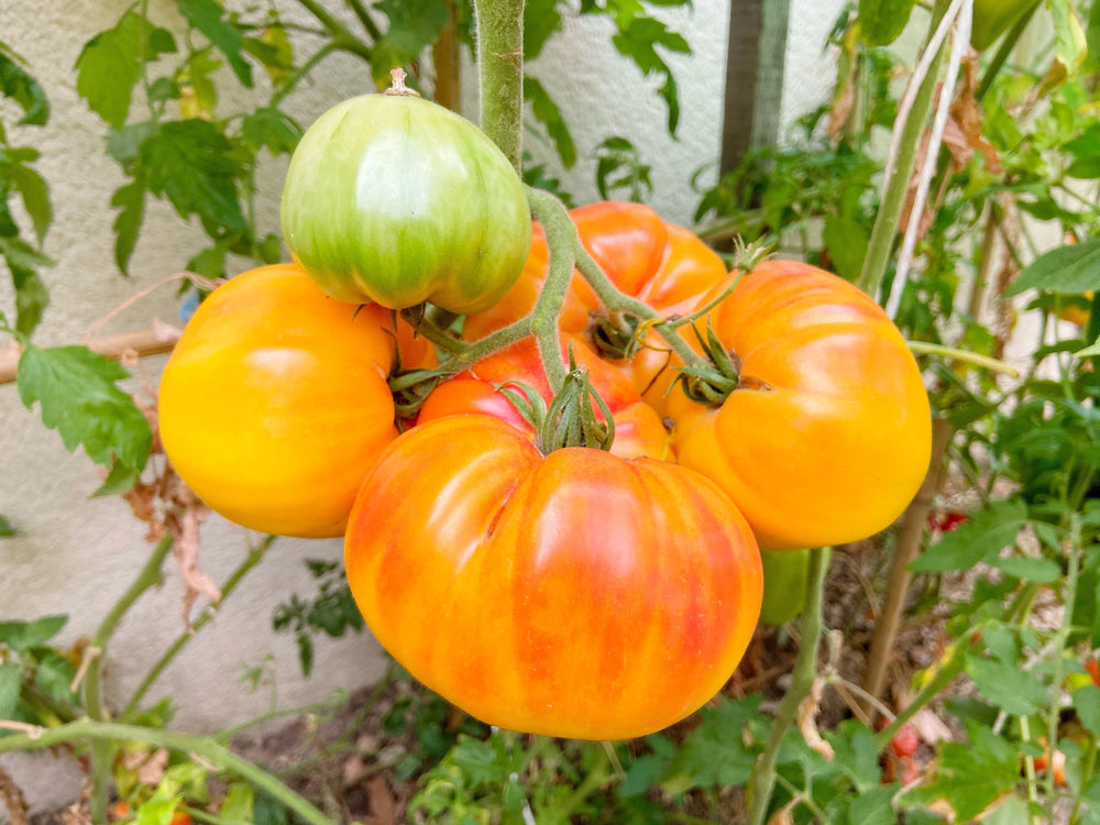 50 Pineapple Tomato (Solanum Lycopersium)t Seeds