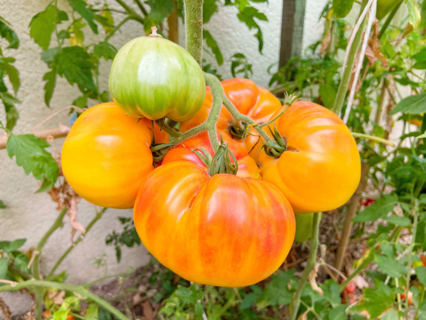 50 Pineapple Tomato (Solanum Lycopersium)t Seeds