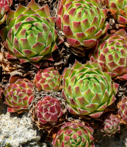 Mountain Houseleek (Sempervivum montanum) Seeds – 50 ct