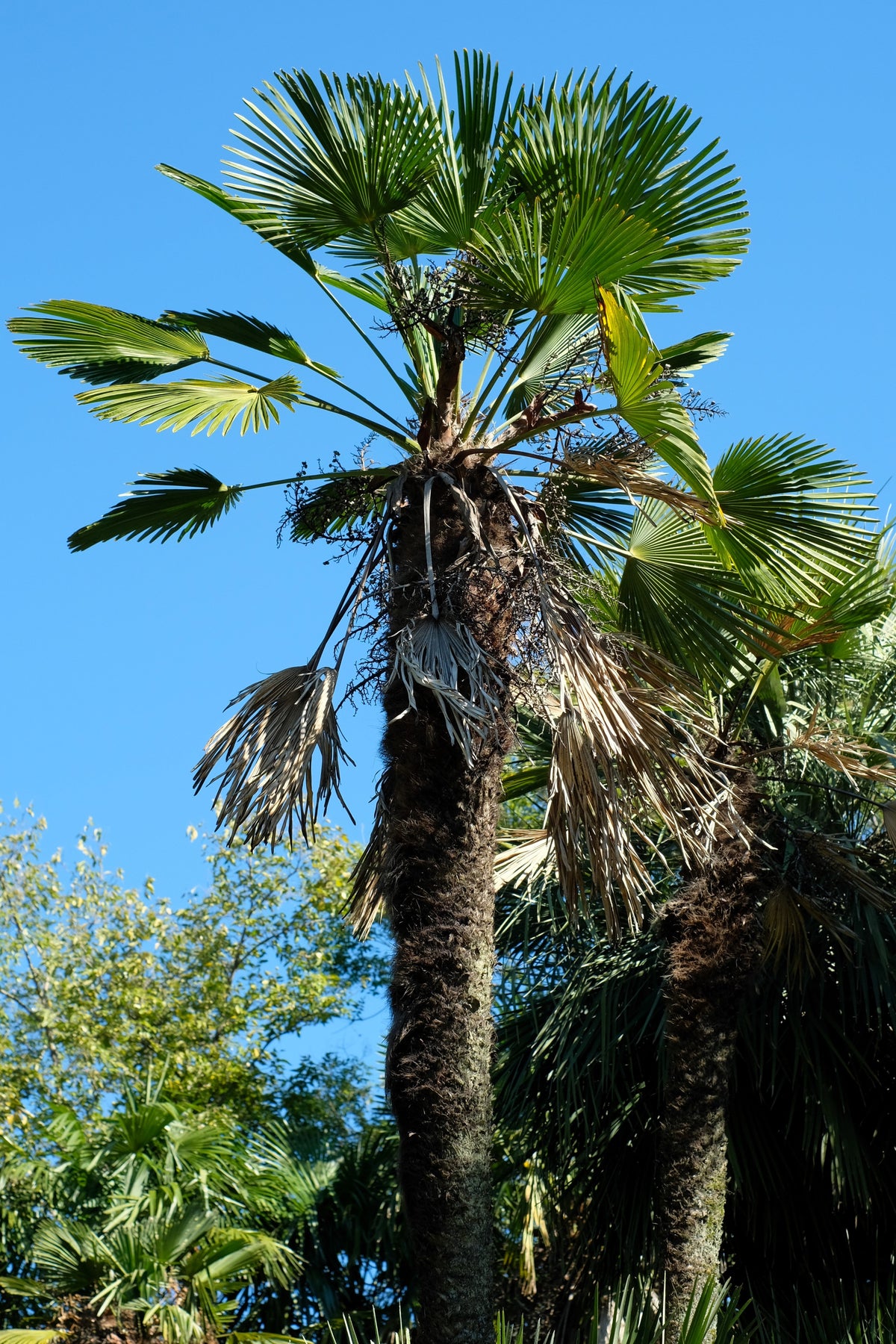 Wagner Windmill Palm (Trachycarpus fortunei 'Wagnerianus') Seeds – 10 ct