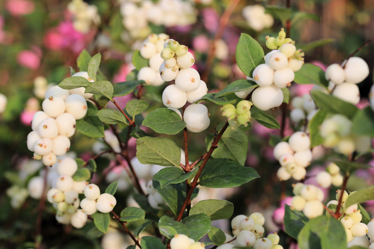 25 Common Snowberry (Symphoricarpos Alba) Seeds