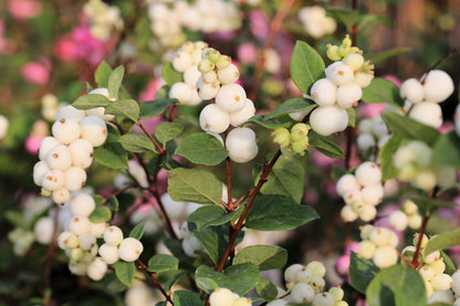 25 Common Snowberry (Symphoricarpos Alba) Seeds