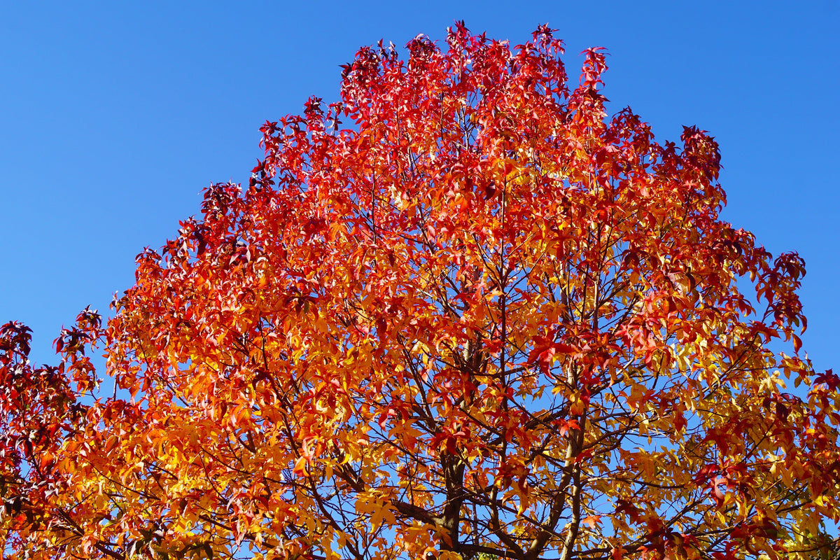 50 AMERICAN SWEETGUM Liquidambar Styraciflua Storax Alligator Sweet Gum Tree Seeds - Great Fall Color! Red Yellow Orange Purple