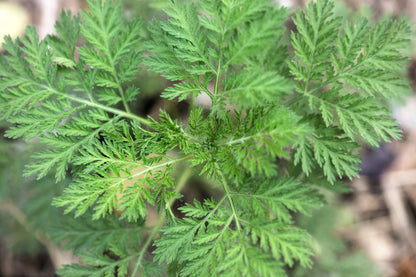Sweet Wormwood (Sweet Annie) (Artemisia annua) Seeds – 1,000 ct